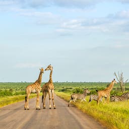 Krüger Nationalpark Hotels