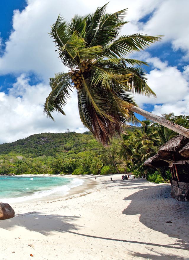 Geheimtipps auf La Réunion La Réunion Strand Palme