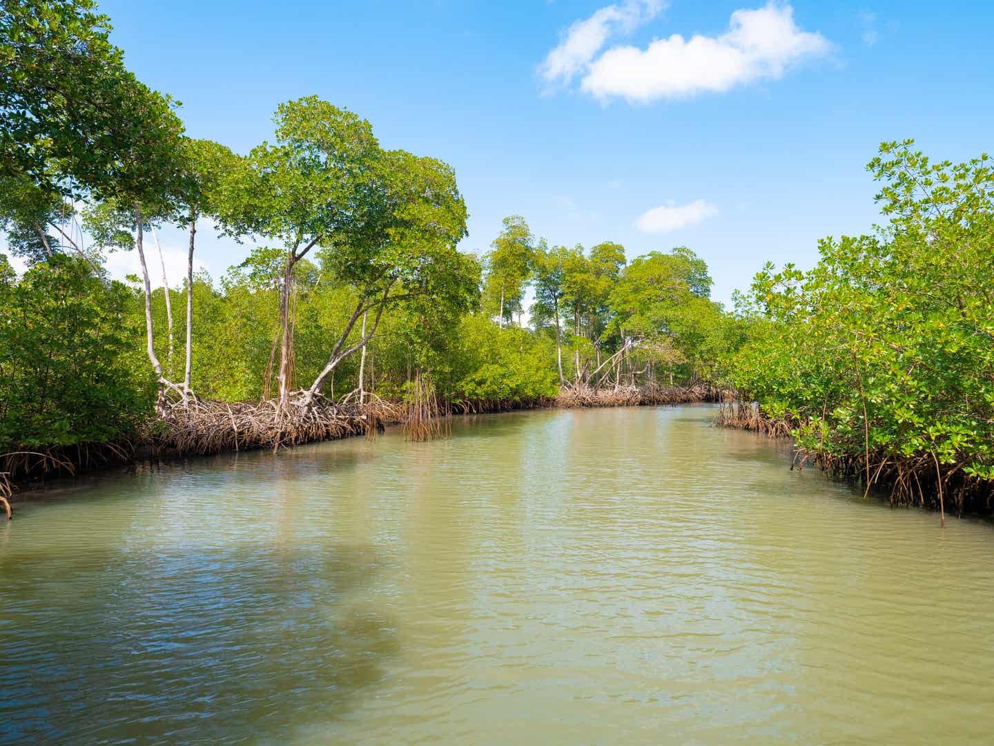 Dominikanische Republik Urlaub: Los Haitises Nationalpark