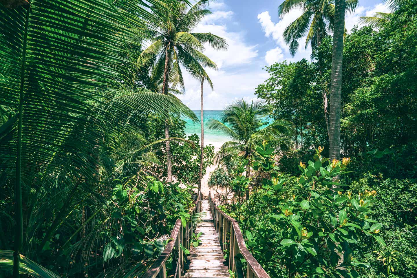 Dschungel direkt am Meer: Phuket