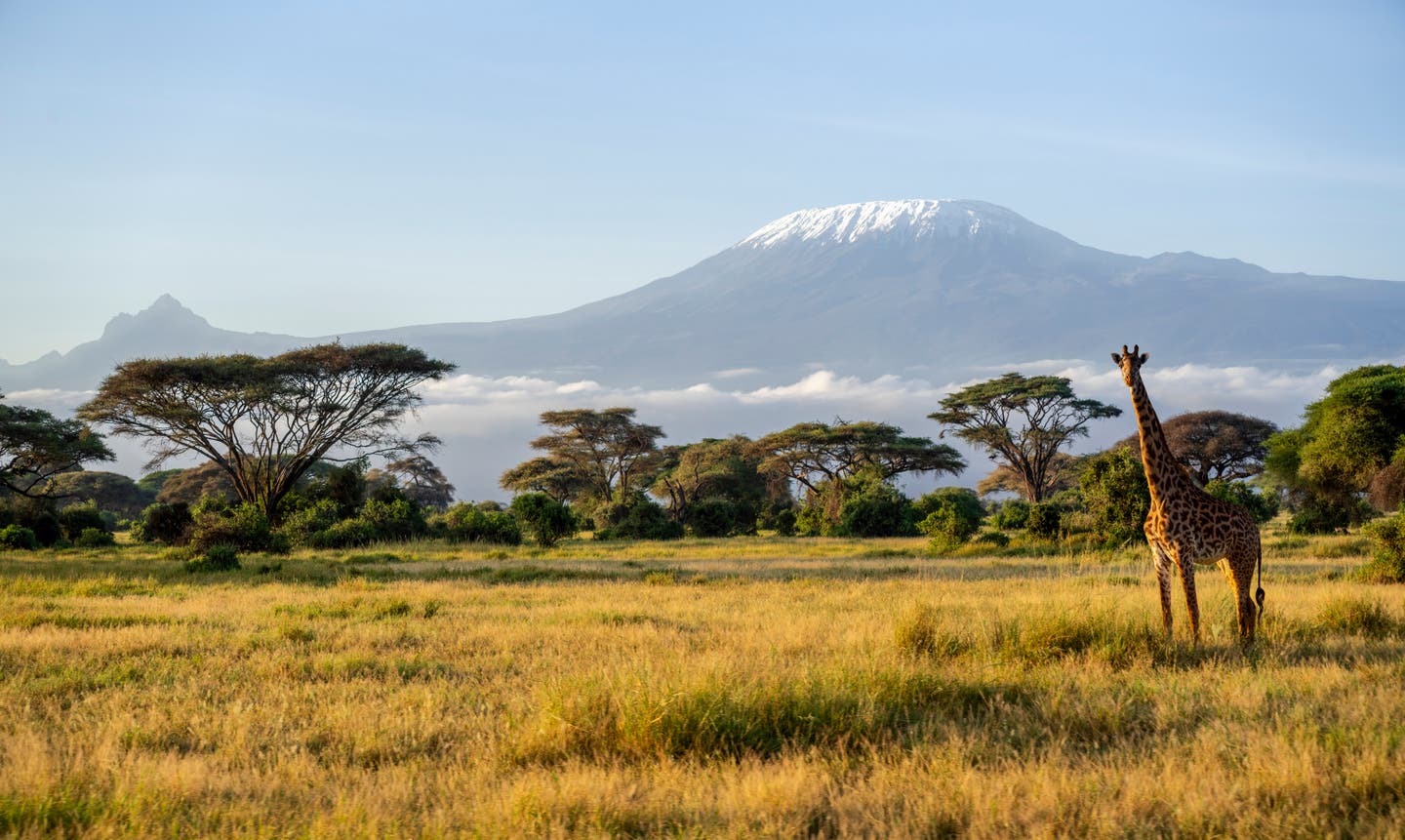 Afrikas Sehenswürdigkeiten: Giraffen- und Akazienbäume mit dem Kilimandscharo im Hintergrund