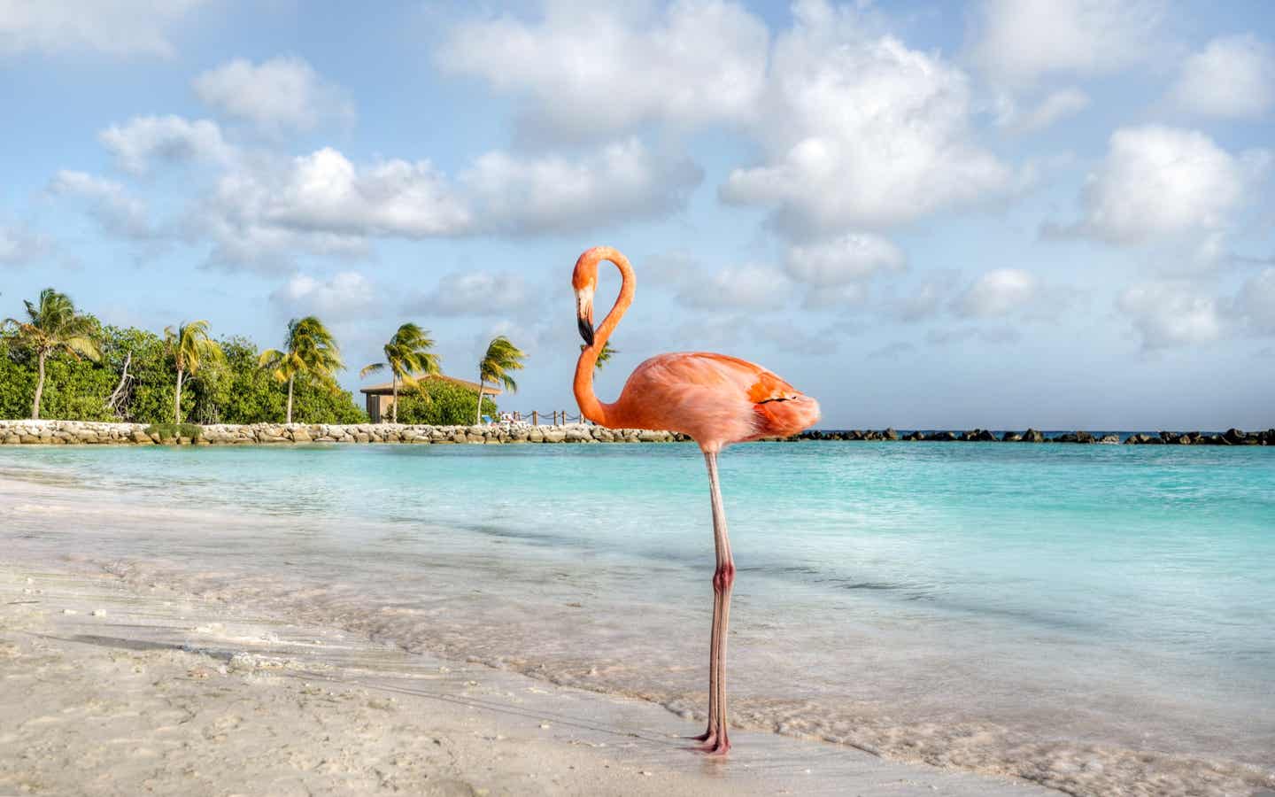 Karibik beste Reisezeit: Flamingo am Strand von Aruba