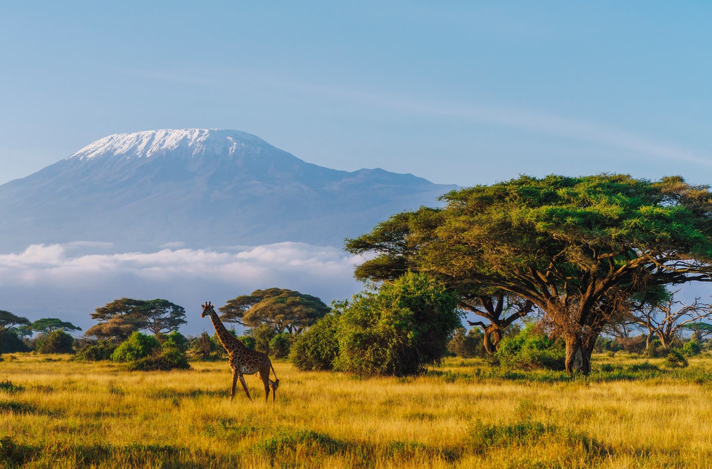 Kenia Sehenswürdigkeiten: Giraffe vor dem Kilimandscharo im Amboseli-Nationalpark