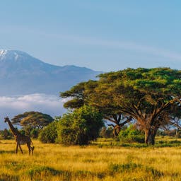 kenia-giraffe-kilimandscharo-amboseli-np-g-2111967560.jpg