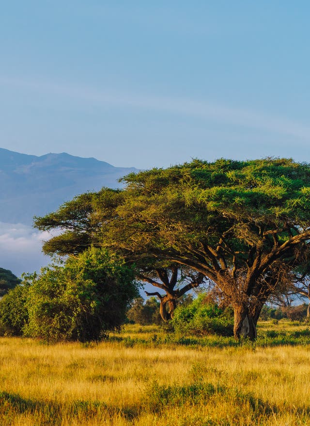 Afrika Afrika Urlaub: Giraffe vor dem Kilimandscharo im Amboseli-Nationalpark