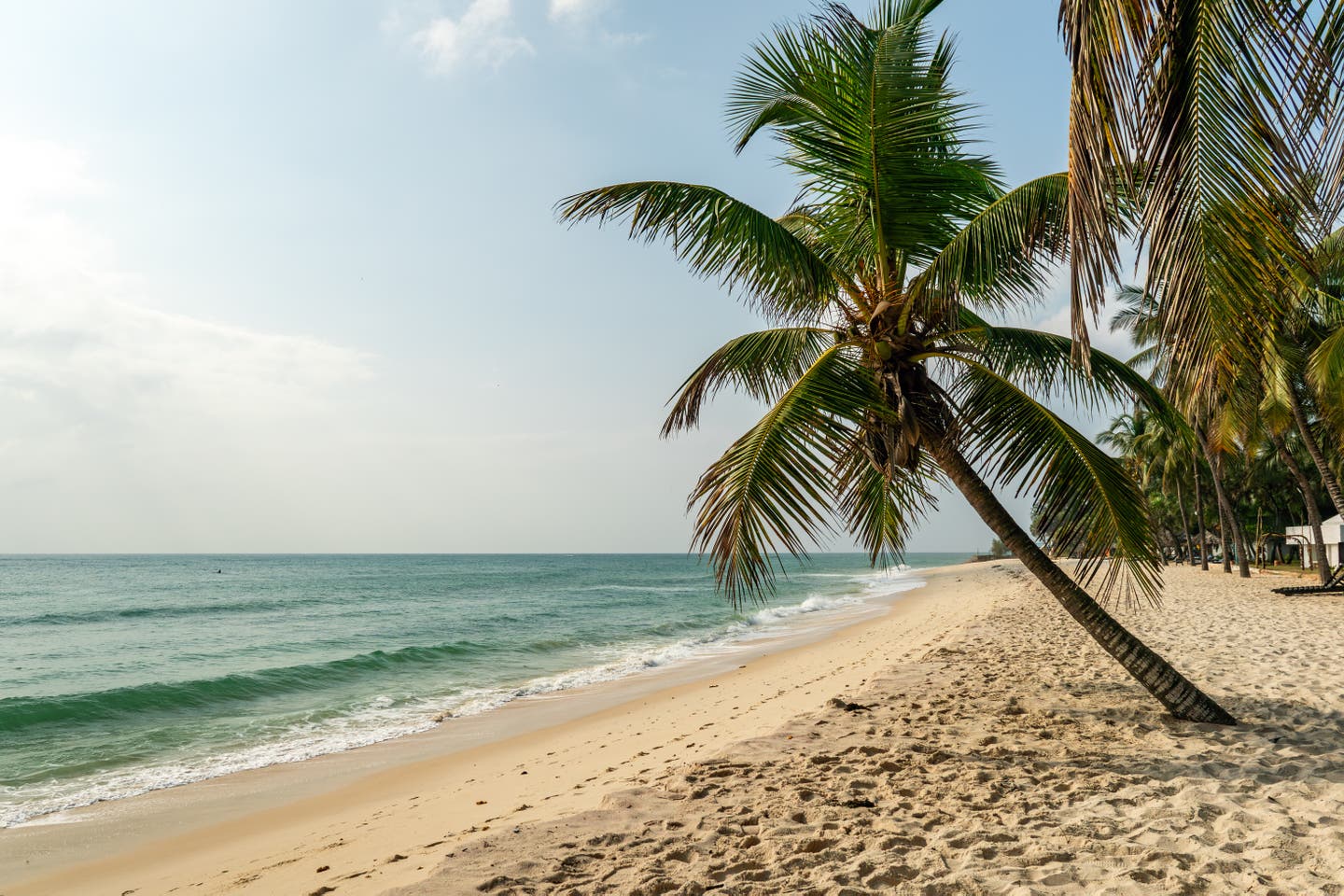 Kenia Strände: Palme am Diani Strand