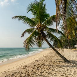 kenia-palme-diani-beach-g-2175765569.jpg