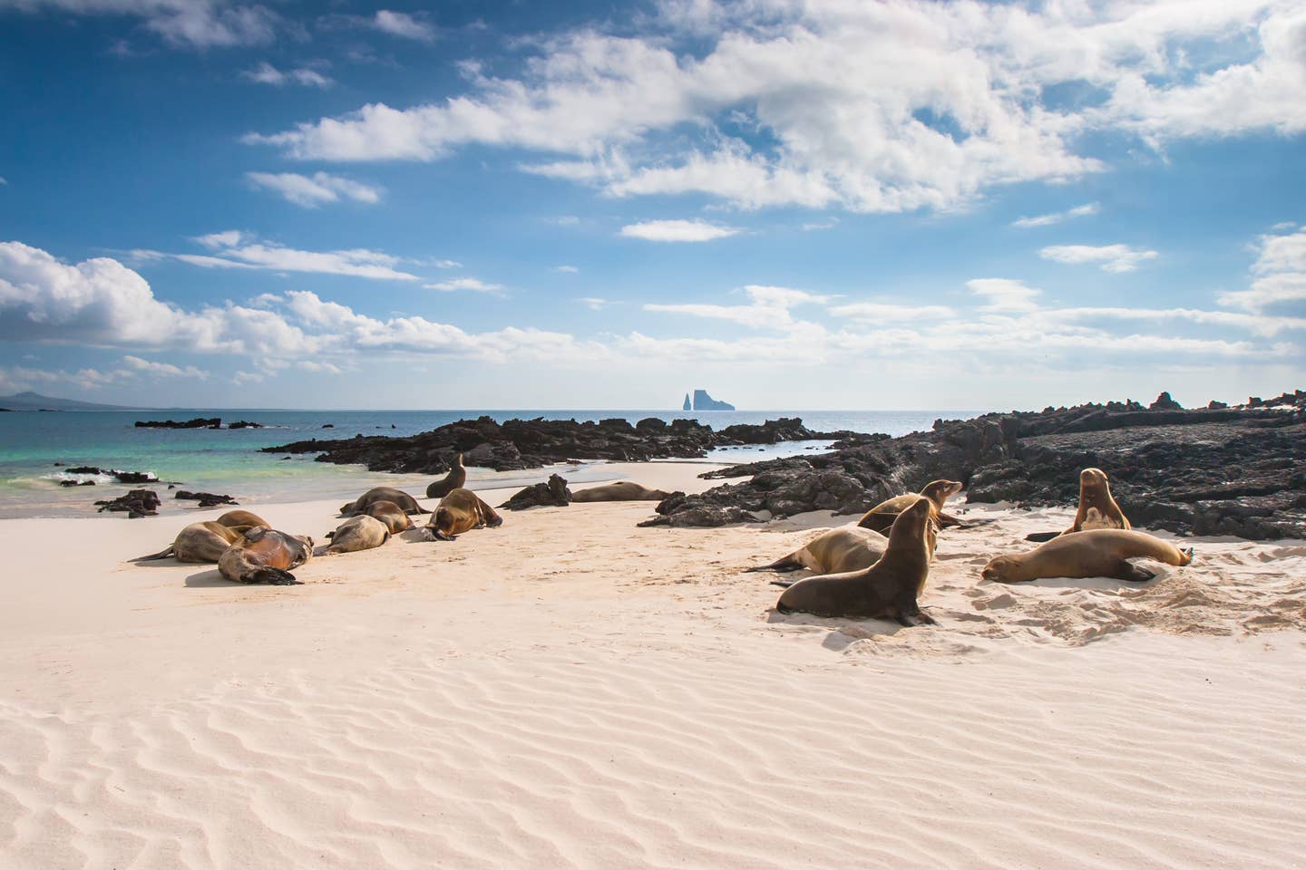 Rundreisen Galapagos: Seelöwen am Strand einer Galapagos-Insel vor Ecuador