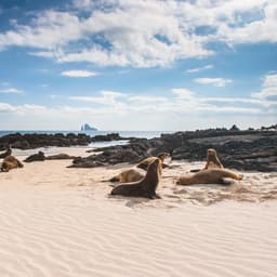 ecuador-galapagos-seeloewen-strand-g-2156405693.jpg