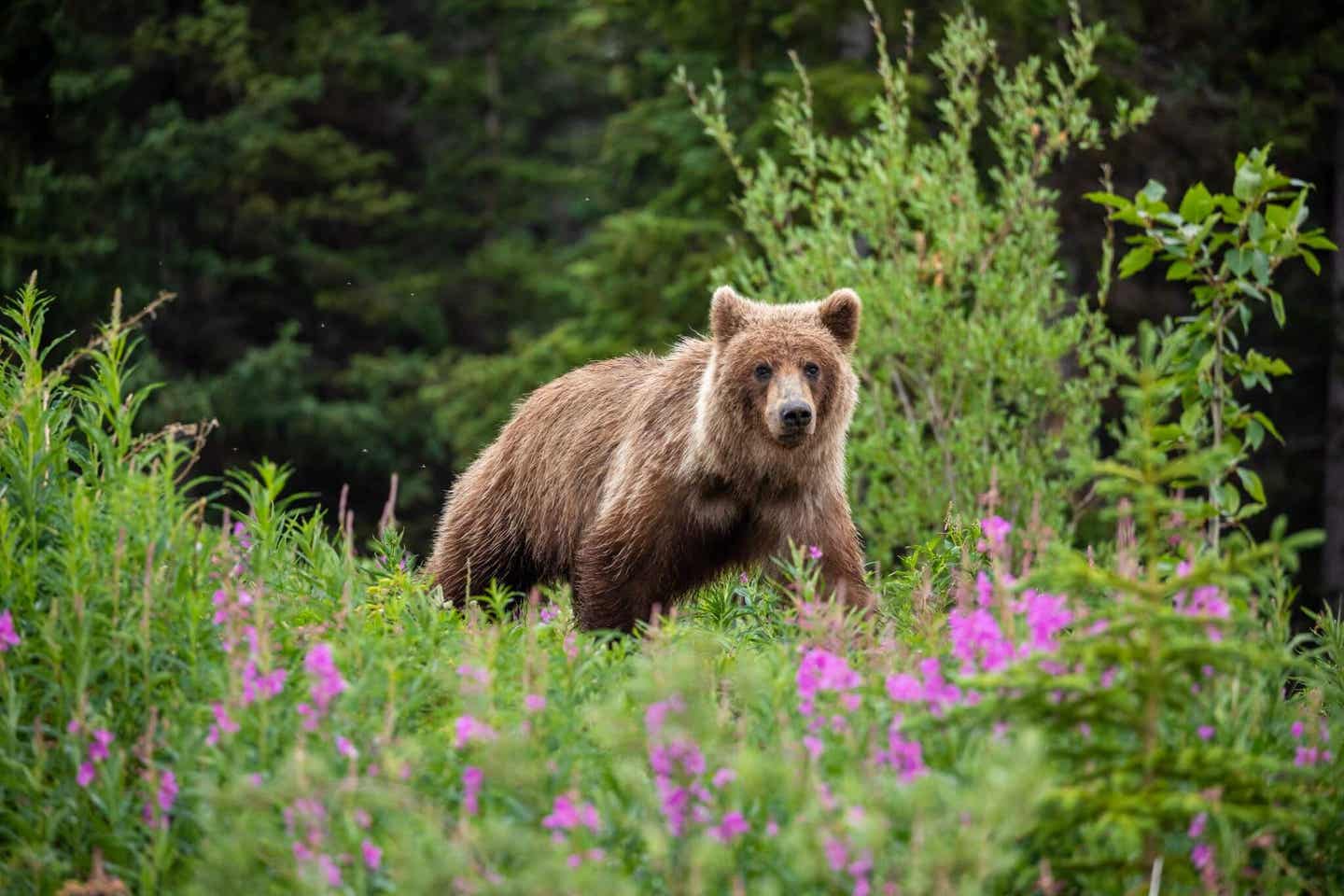 Nationalparks Kanada: Grizzlybär im Banff-Nationalpark