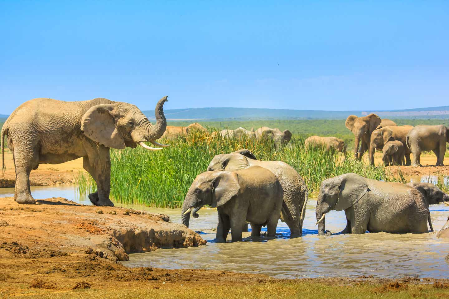 Südafrika Nationalparks: Addo-Elefanten-Nationalpark