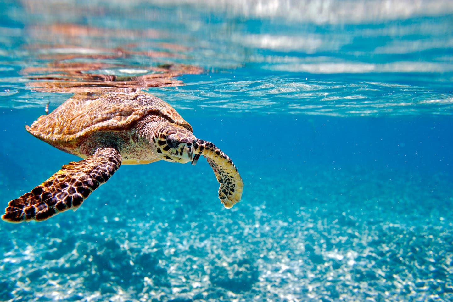 Seychellen Schildkröte im Wasser