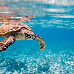 schildkroete-im-wasser-p-MC50119.jpg