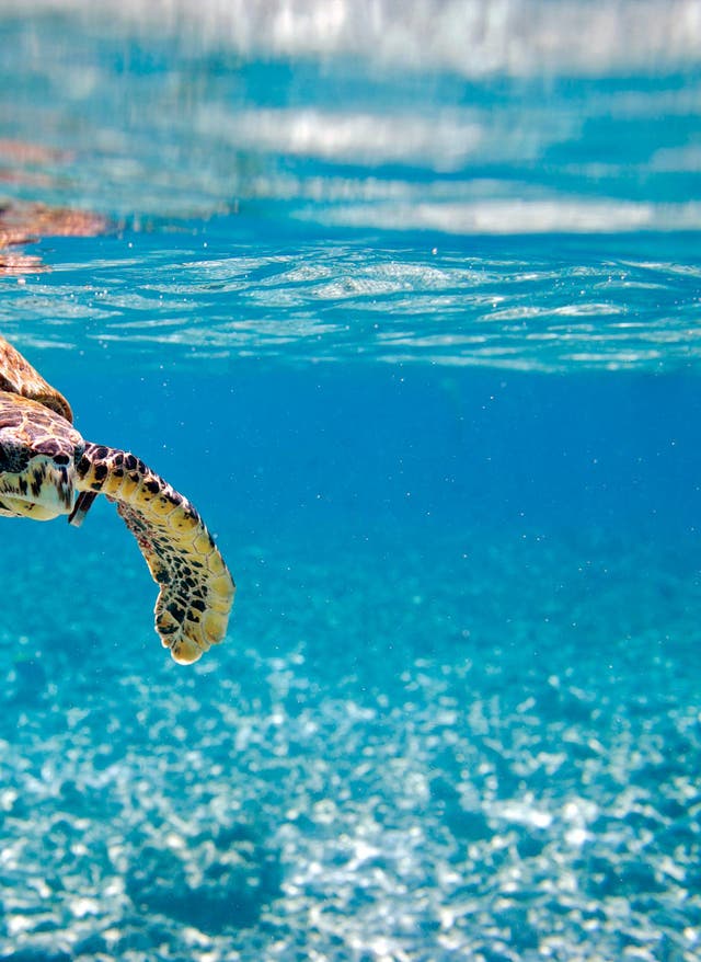 Tauchen auf den Seychellen Seychellen Schildkröte im Wasser