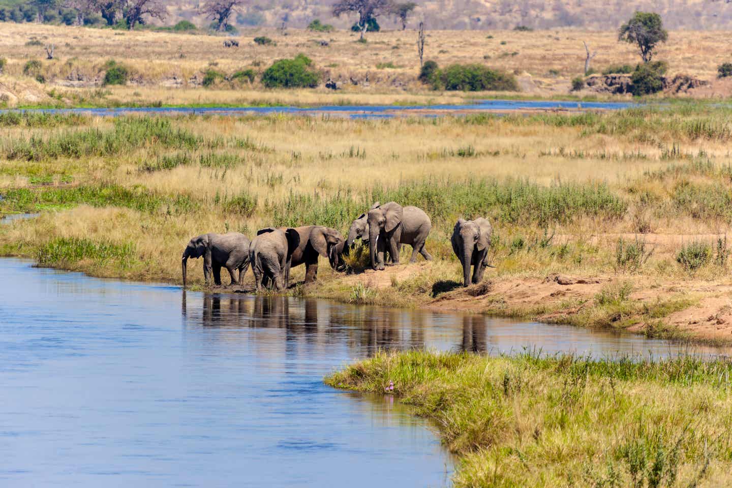 Tansania Nationalparks: trinkende Elefanten im Serengeti-Nationalpark