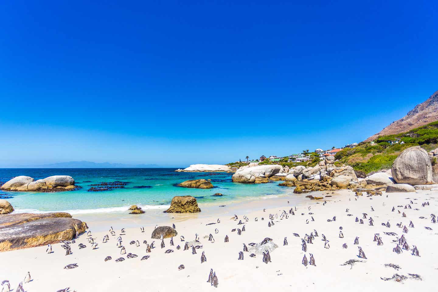 Südafrika Strände: Boulders Beach