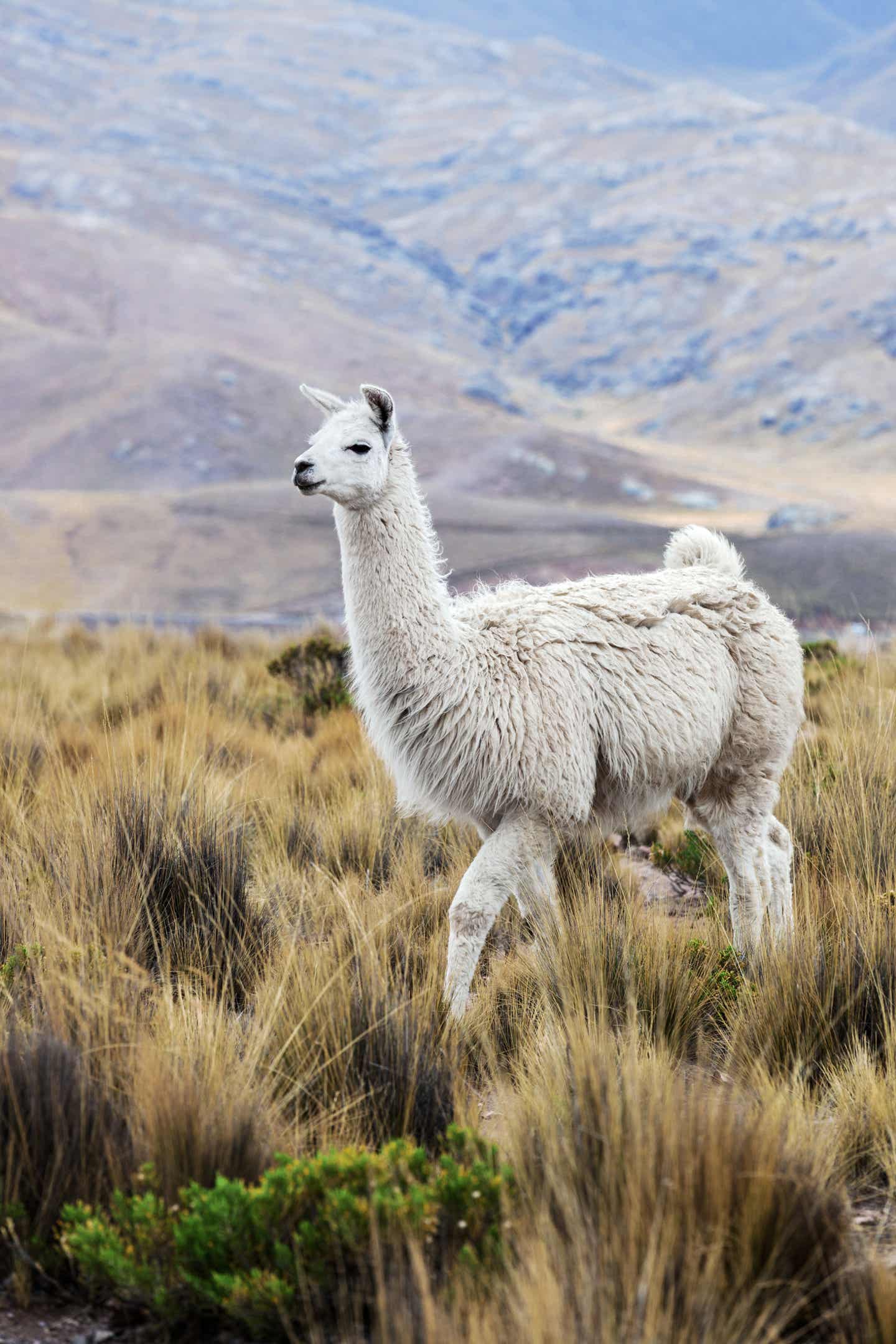 Lama in Peru