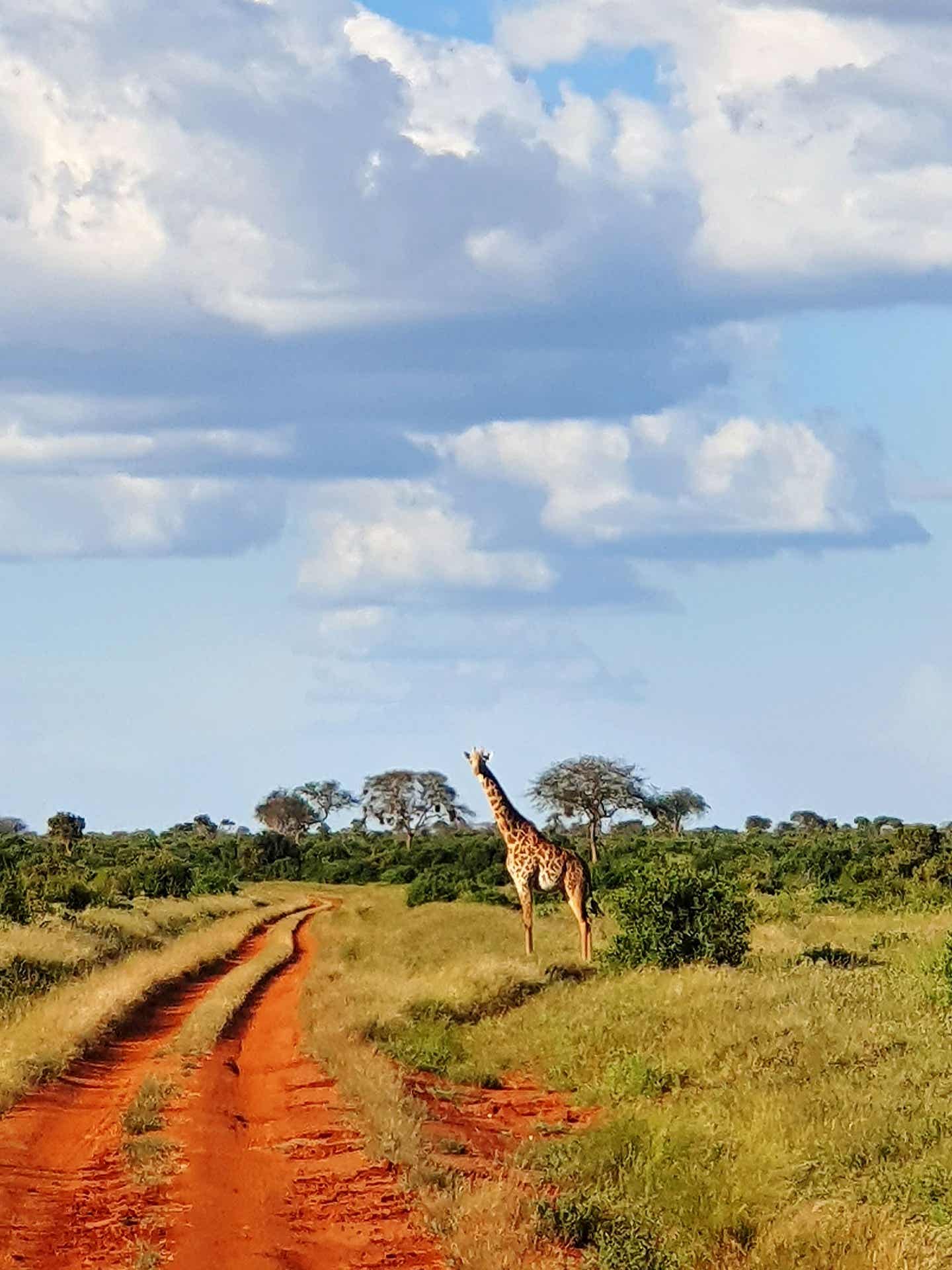 Kruger Nationalpark: Giraffe an einer Straße Kruger Nationalpark: Giraffe an einer Straße