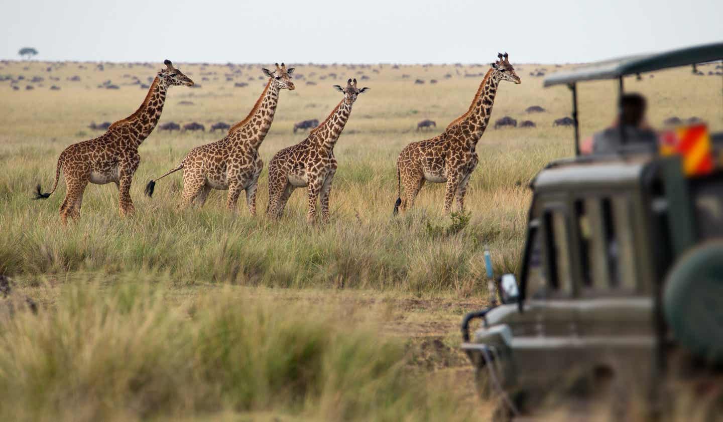 Namibia Urlaub: Herde Giraffen in der Savanne