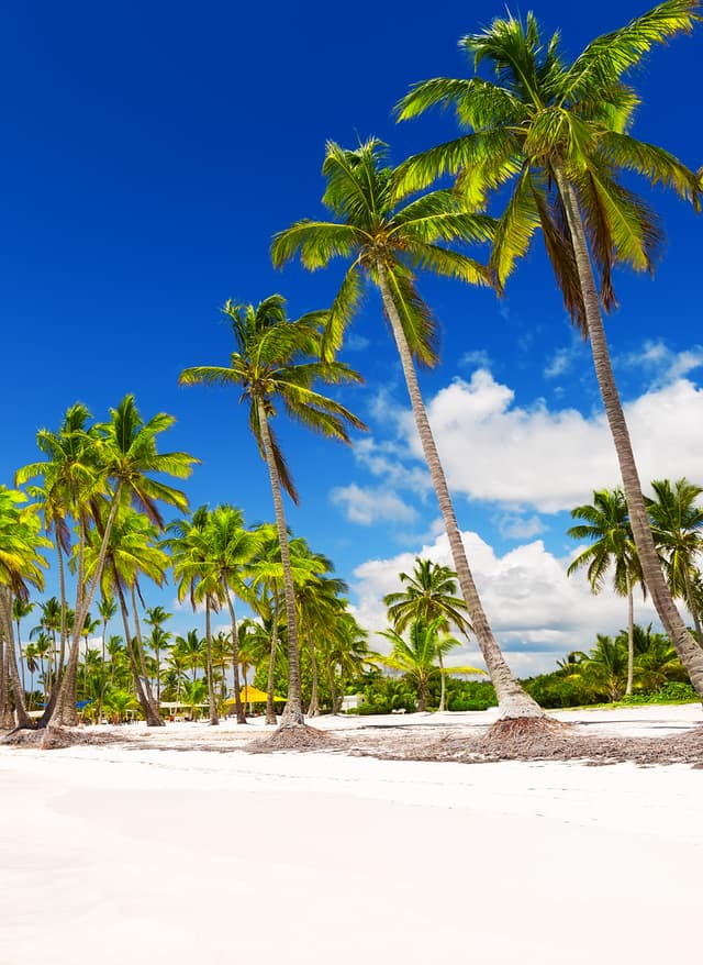 Hotels in der Karibik Hotels in der Karibik - Palmenstrand