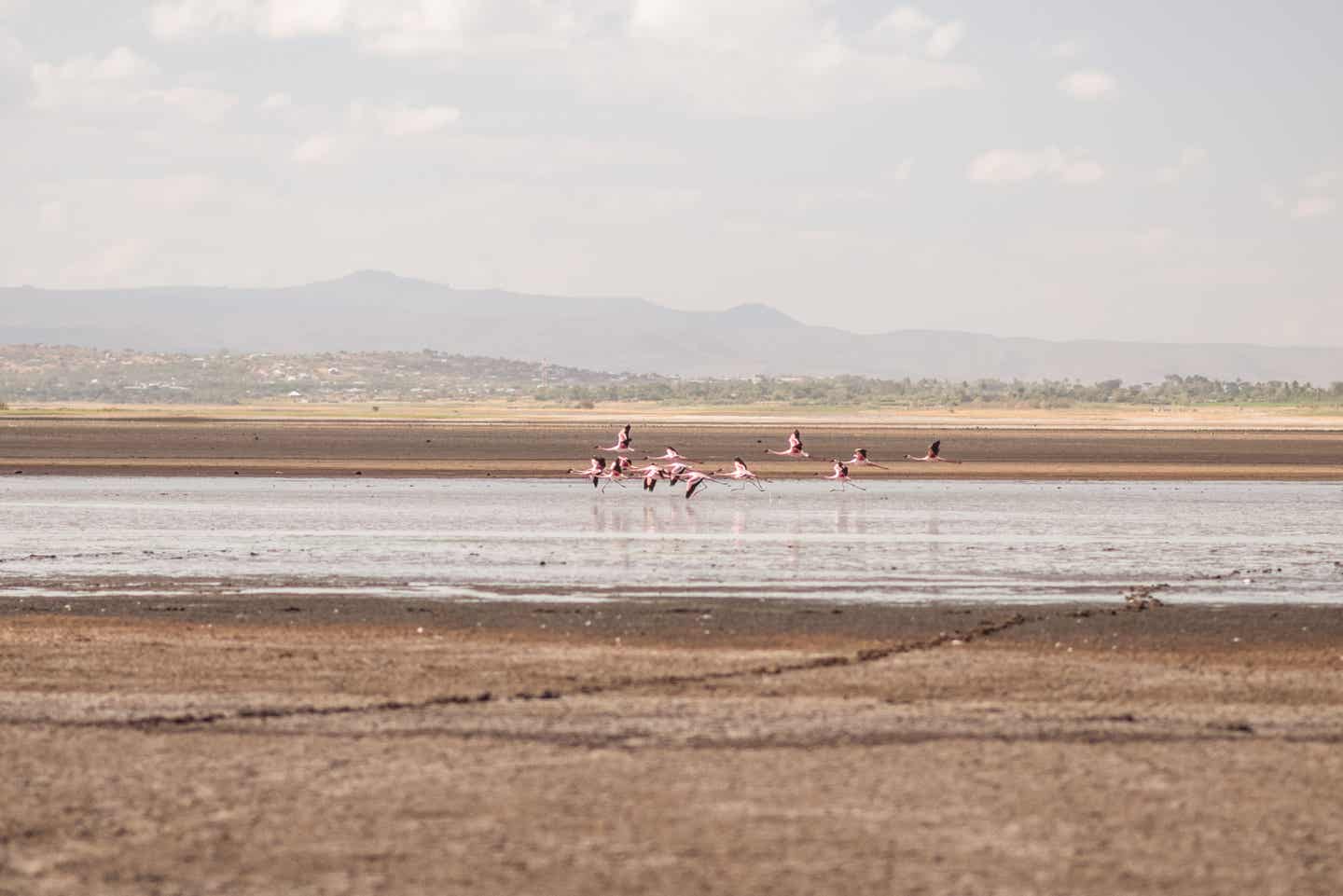 Tansania Sehenswürdigkeiten: Flamingos am See Eyasi