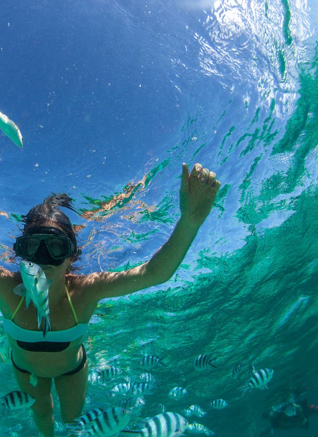 Tauchen auf Mauritius Mauritius Schnorcheln
