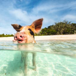 iStock_000063554473_Large.jpg
