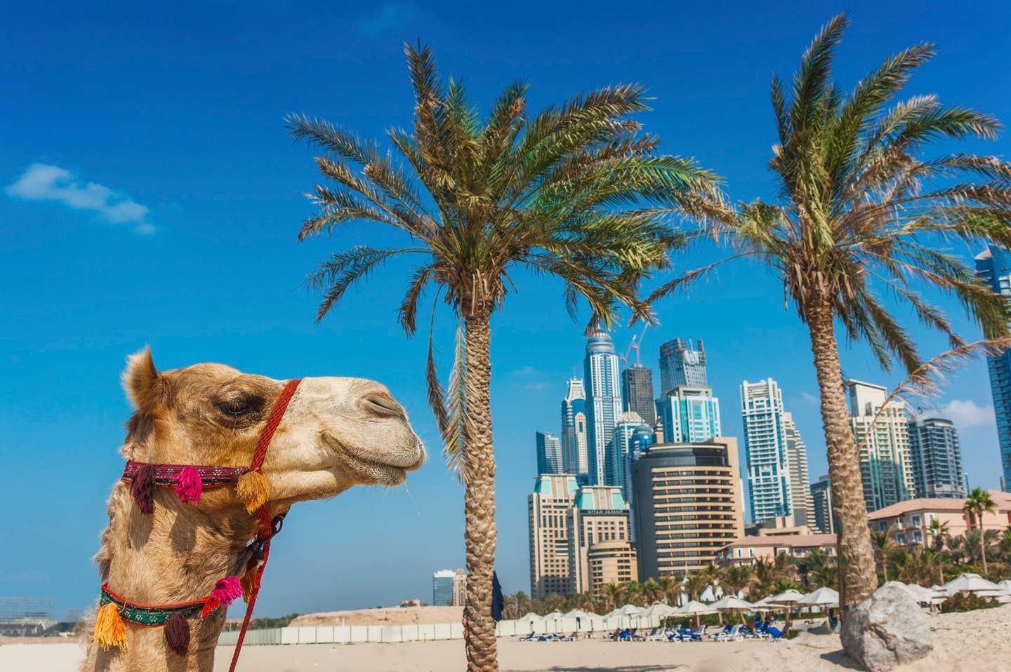 Rundreisen Dubai: Kamel vor der Skyline Dubais