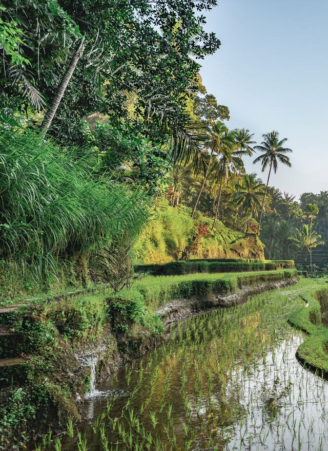 Zu den Angeboten Reisterrassen auf Bali