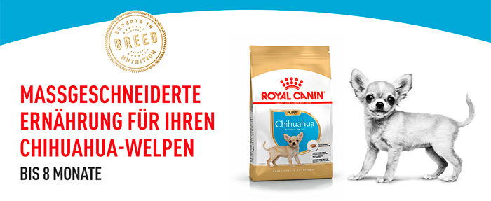 royal-canin-chihuahua-puppy-module-1.jpg