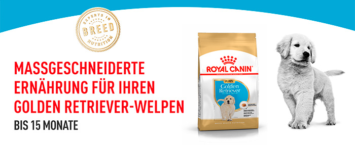 royal-canin-golden-puppy-module-1.jpg