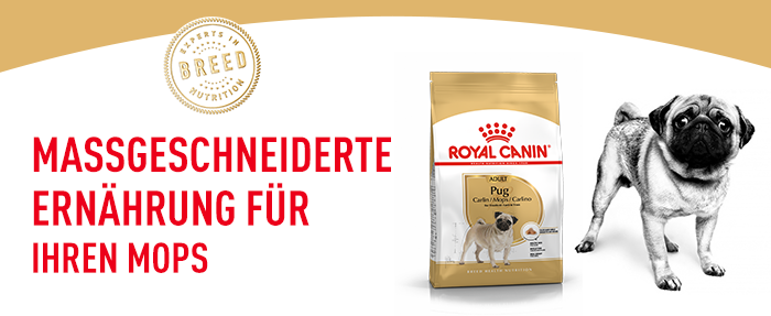 RoyalCanin_BHN_Pug_massgeschneidert.png