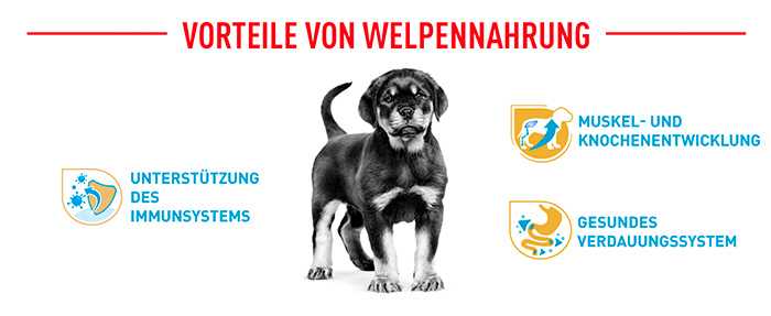 royal-canin-rottweiler-puppy-module-4.jpg