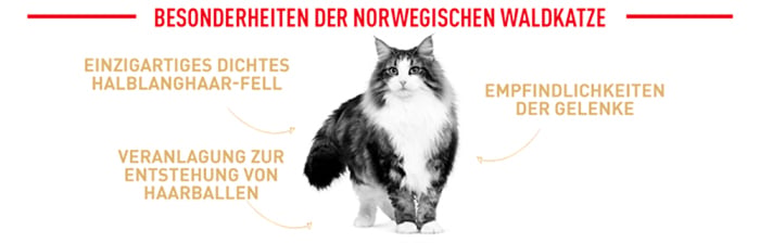 royal_canin_adult_norwegian_forest_cat_besonderheiten_web_2.jpg