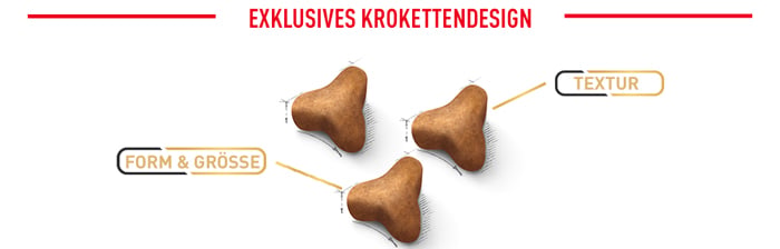 royal_canin_adult_norwegian_forest_catexklusives_krokettendesign_web_2.jpg