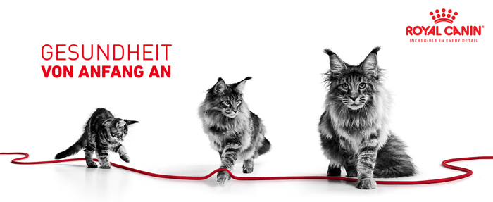 royal_canin_fhn_kitten_sterilised_von_anfang_an_web.jpg