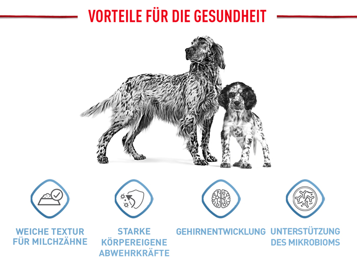 royal_canin_hund_medium_puppy_stueckchen_sauce_evorteile_web.jpg