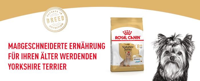 royal_canin_yorkshire_terrier_ageing_massgeschneiderte_nahrung.jpg