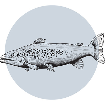 Help_Lachs_Hypoallergenico9cLknWmmMo1P.jpg