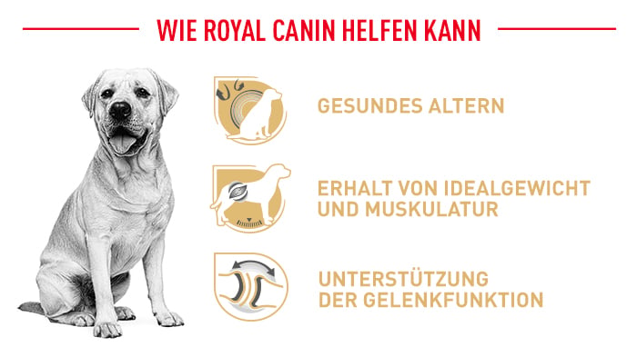 royal_canin_labrador_retriever_ageing_vorteile.jpg