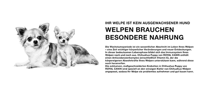 royal-canin-chihuahua-puppy-module-2.jpg