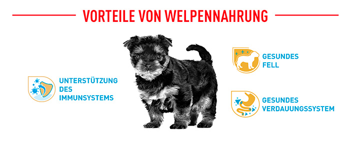 royal-canin-yorkshire-puppy-module-4.jpg