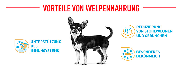 royal-canin-chihuahua-puppy-module-4.jpg