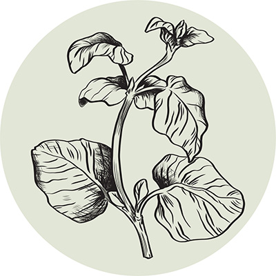 Help_Oregano_red_GastrointestinalSz0uervrWsRLa.jpg