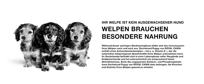royal-canin-dachshund-puppy-module-2.jpg
