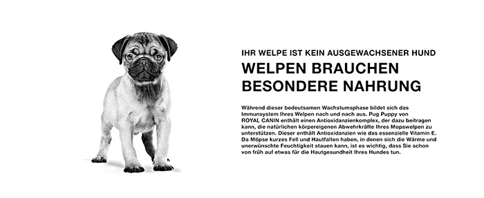royal-canin-pug-puppy-module-2.jpg