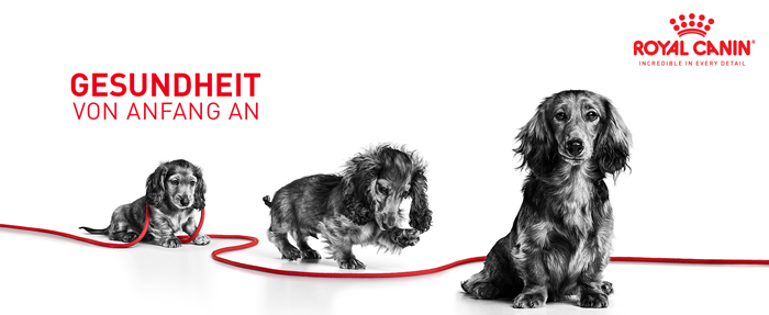 royal_canin_shn_hund_mini_puppy_stueckchen_sauce_gesundheit_von_anfang_an_web.jpg