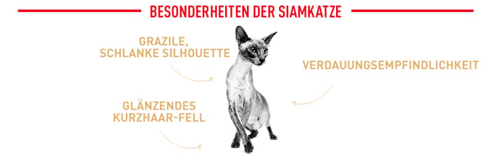 royal_canin_siamese_cat_adult_besonderheiten_bengal_web_2.jpg