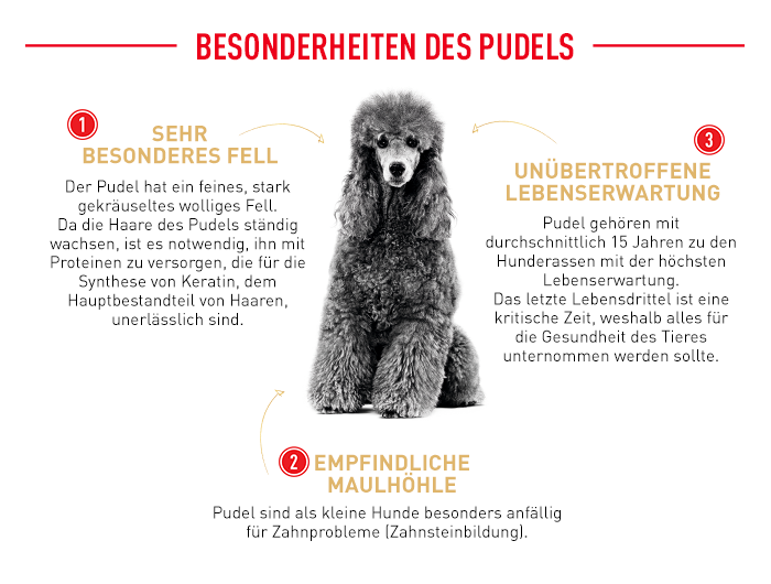 RoyalCanin_BHN_Poodle_Dry_besonderheiten.png