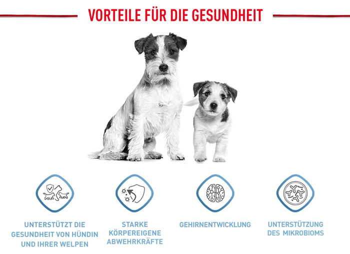 royal_canin_shn_hund_mini_starter_vorteile_web.jpg